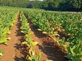 Tobacco field affected by Granville wilt, with yellowing and wilting plants