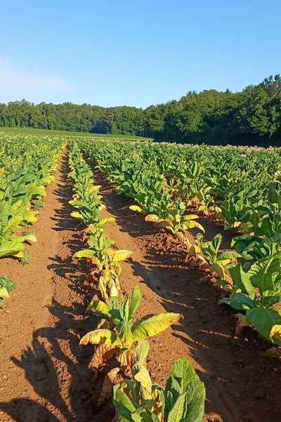Tobacco field affected by Granville wilt, with yellowing and wilting plants