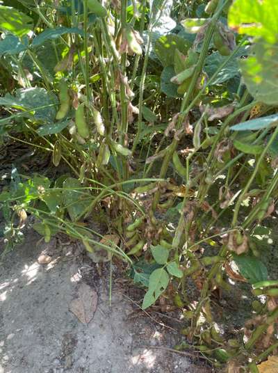 Soybeans with decaying pods