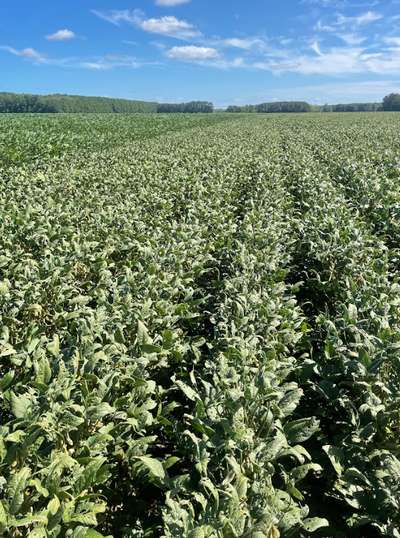 Soybean field with shorter plants (affected by disease) and taller plants