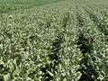 Soybean field with shorter plants (affected by disease) and taller plants