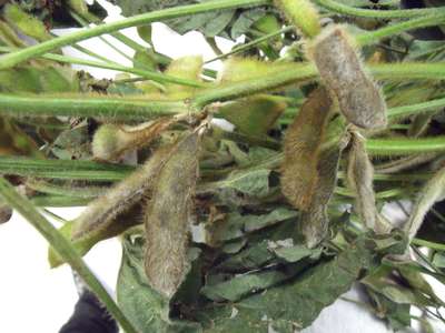 Closeup of a soybean plant with decaying pods