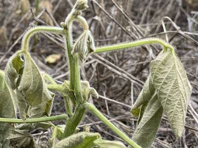 Soybean plant