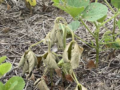 Soybean plant
