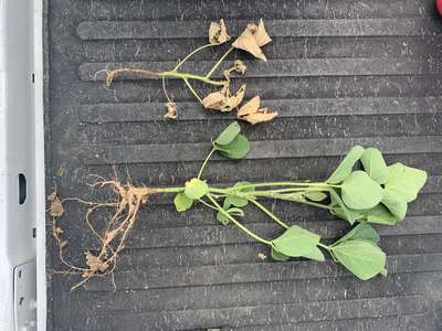 Soybean plant