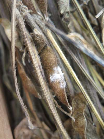Soybean pods