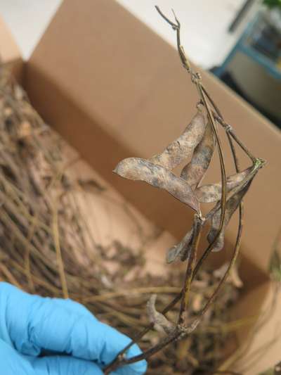 Soybean pods