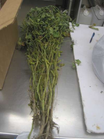 Soybean sample as it was received by clinic