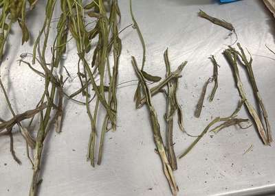 Soybean stems split in half lengthwise