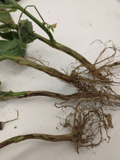 Soybean stems