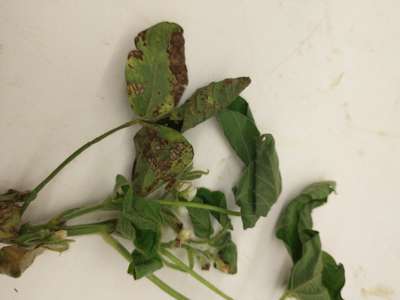 Soybean leaves