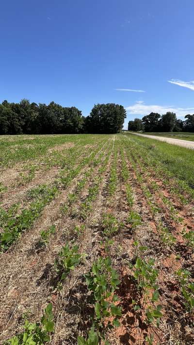 Soybeans plants in a field affected by disease.