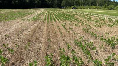 Soybean field with irregular growth patterns