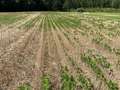Soybean field with irregular growth patterns