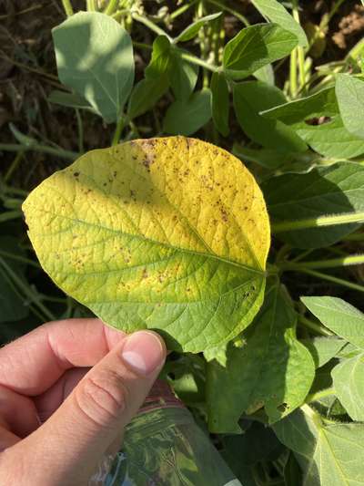 Soybean leaf