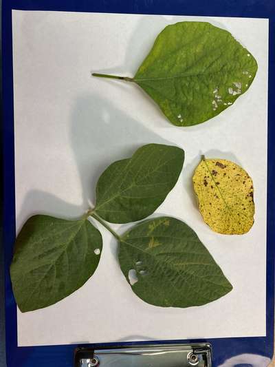 Soybean leaves