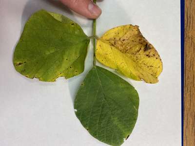 Soybean leaves