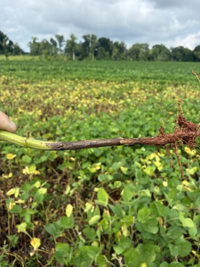 Soybean stem with a dark brown lesion
