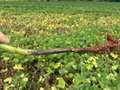 Soybean stem with a dark brown lesion