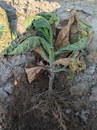 Tobacco plant, excavated in the field, showing signs of wilting and browning
