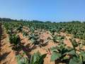 Tobacco field affected by wilting