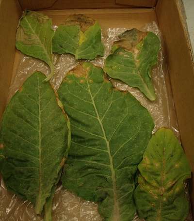 Tobacco leaves as received showing signs of TSWV
