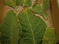 Tobacco leaves as received showing signs of TSWV