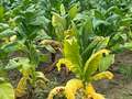 Tobacco plant wilting in the field due to Granville wilt.