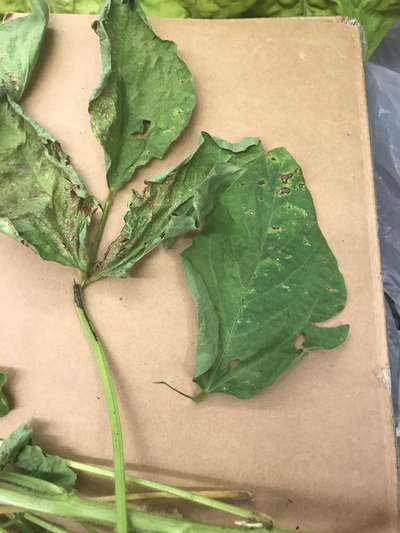Soybean leaves