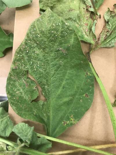 Soybean leaf