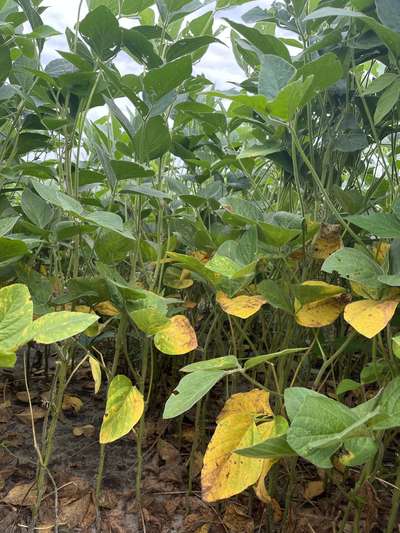 Soybean plants
