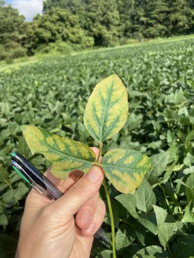 Soybean leaves