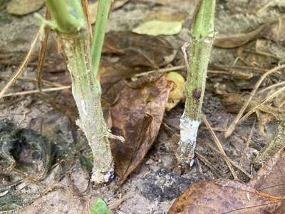 Soybean stems