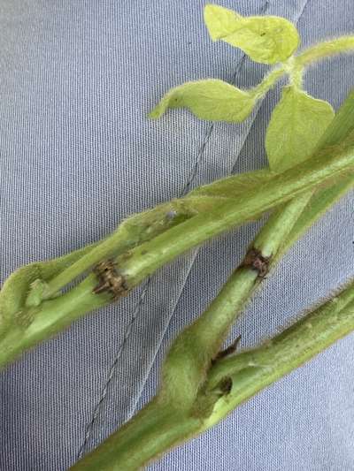 Soybean stems