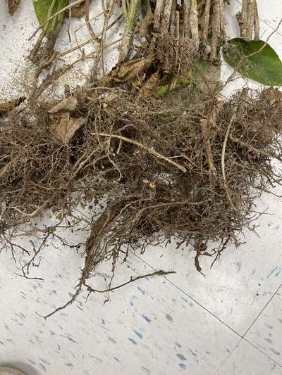 Soybean roots