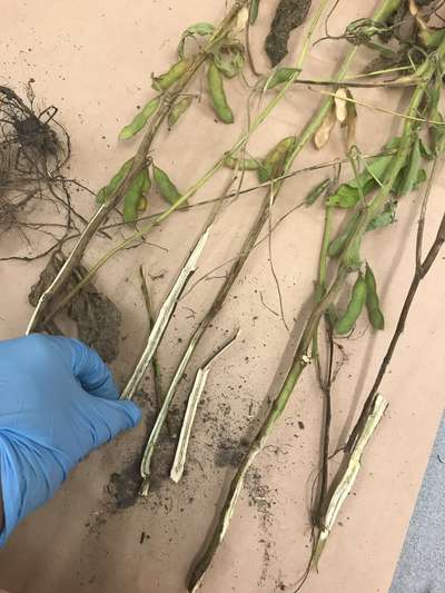 Soybean stems