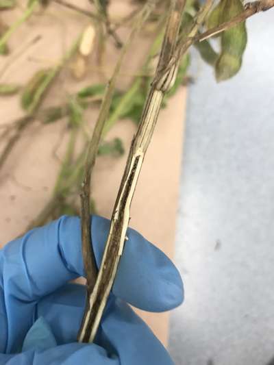 Soybean stem