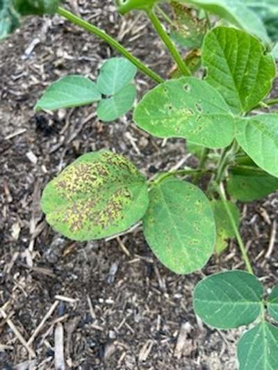 Soybean leaves