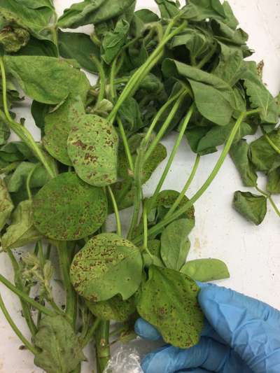 Soybean leaves