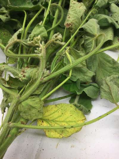 Soybean leaves