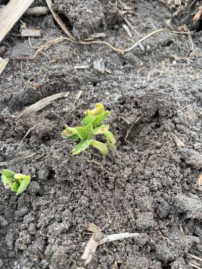 Multiple Plants