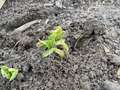 Multiple Plants
