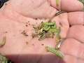 A hand holding corn earworm and some yellowstriped army worms.