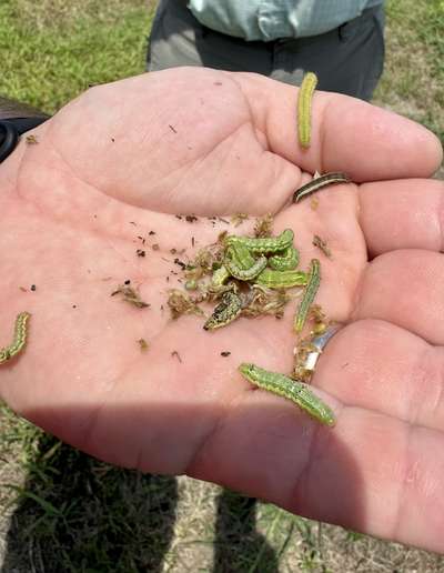 A hand holding corn earworm and some yellowstriped army worms.