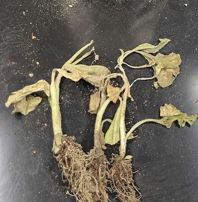 Tobacco seedlings with brown leaves