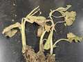 Tobacco seedlings with brown leaves