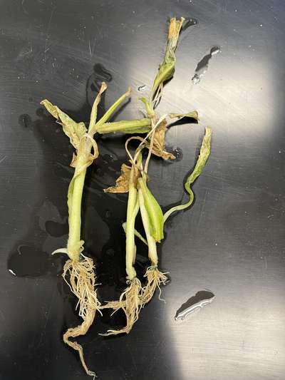 Tobacco seedlings with brown leaves