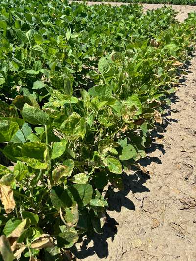 Broad photo of multiple soybean plants with necrosis of leaves and stems.