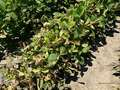 Broad photo of multiple soybean plants with necrosis of leaves and stems.
