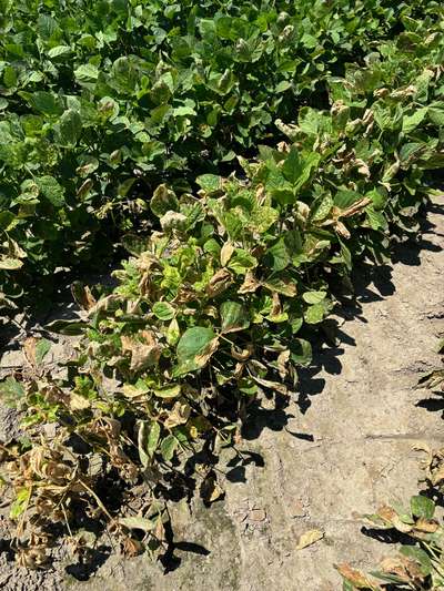 Broad photo of multiple soybean plants with necrosis of leaves and stems.